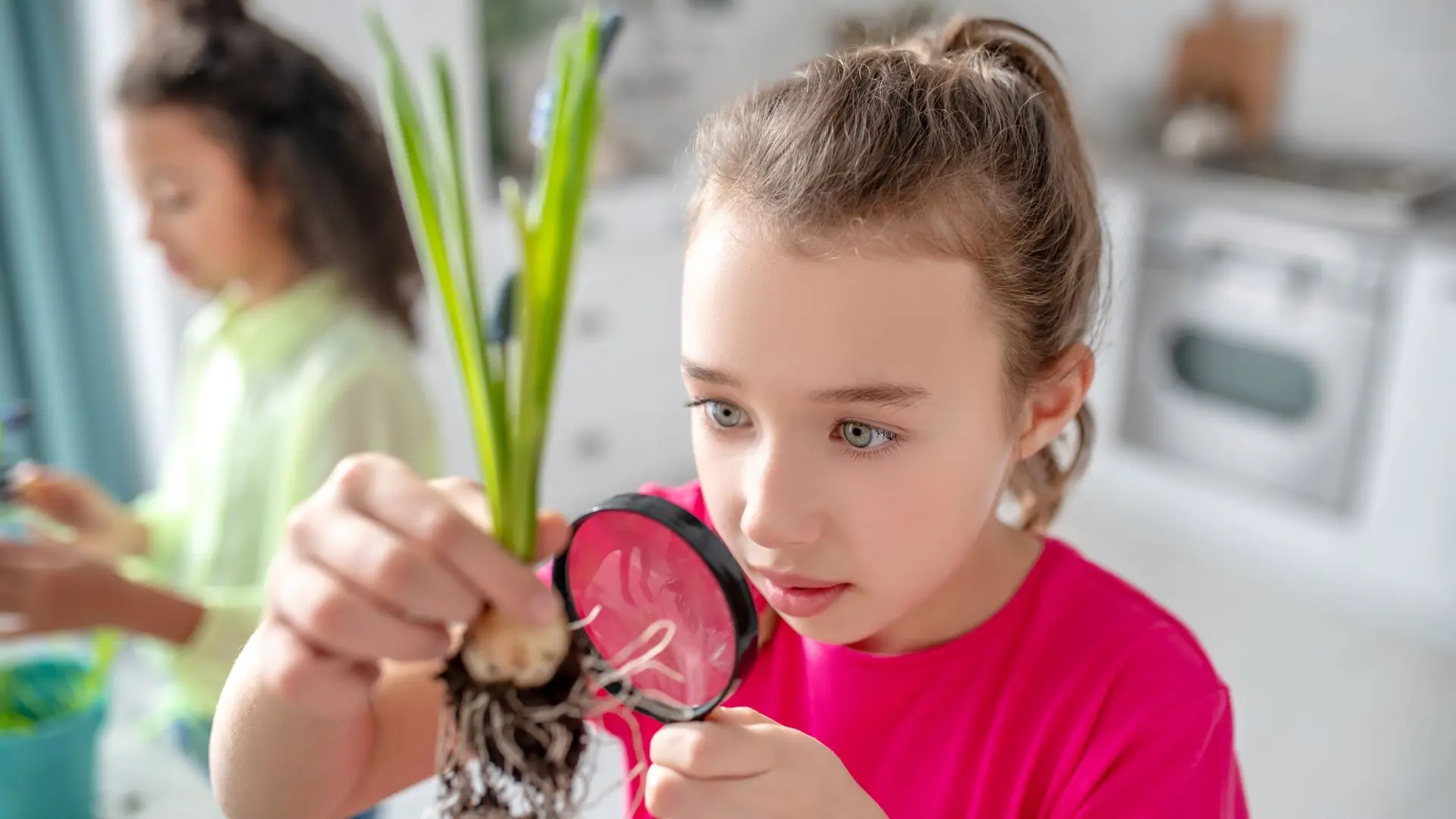 Plant-Dissection